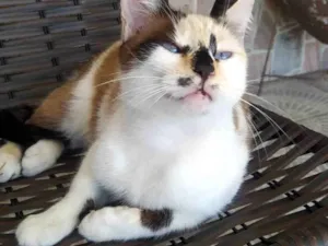 Gato raça SRD-ViraLata idade 2 anos nome Sissi