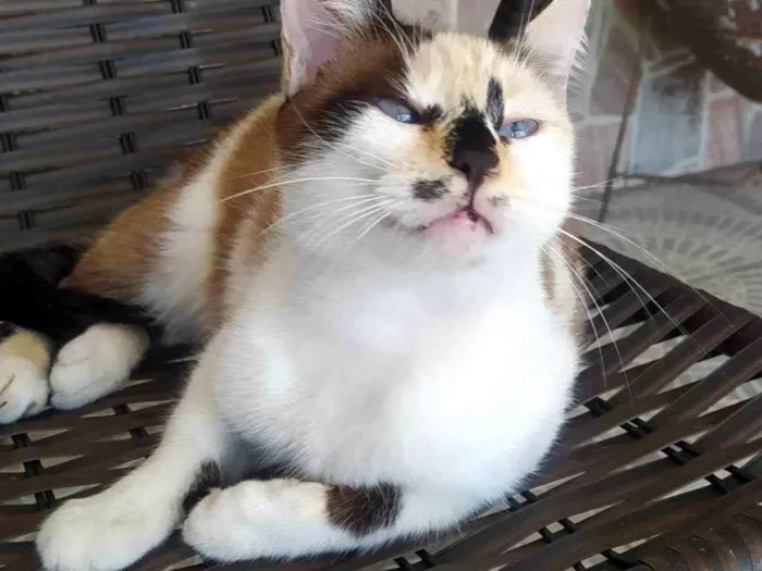 Gato ra a SRD-ViraLata idade 2 anos nome Sissi