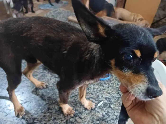 Cachorro ra a Pinscher  idade 6 ou mais anos nome Bento