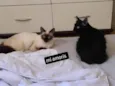 Puma E Alice