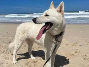 Cachorro raça Pastor Alemão idade 5 anos nome Xiabu