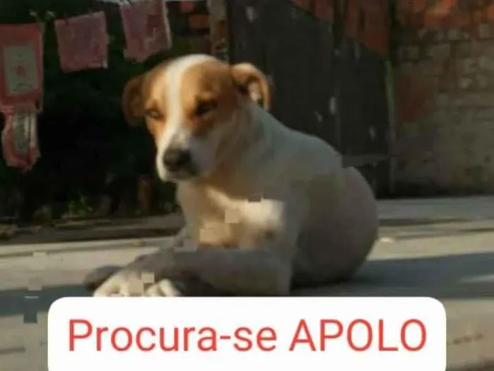 Cachorro ra a Sem raça definida  idade 2 anos nome Apolo