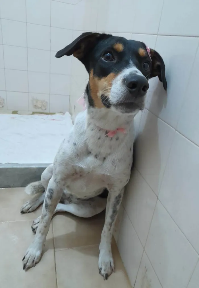 Cachorro ra a SRD-ViraLata idade 1 ano nome Anita