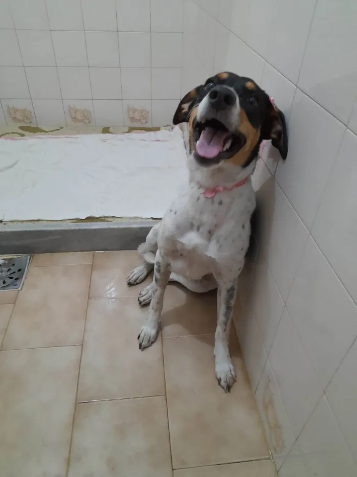 Cachorro ra a SRD-ViraLata idade 1 ano nome Anita