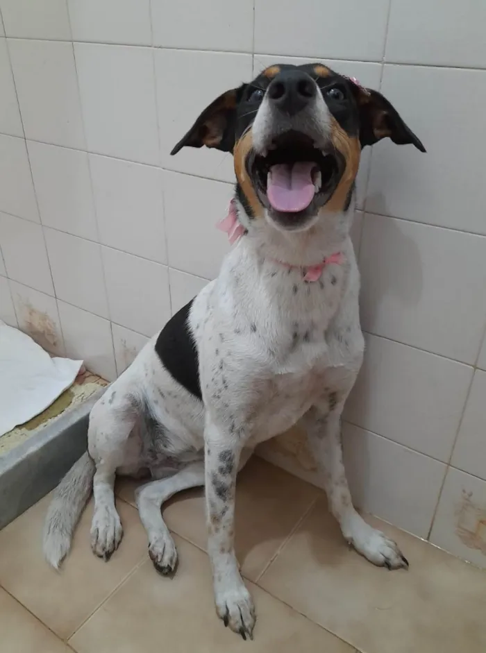 Cachorro ra a SRD-ViraLata idade 1 ano nome Anita