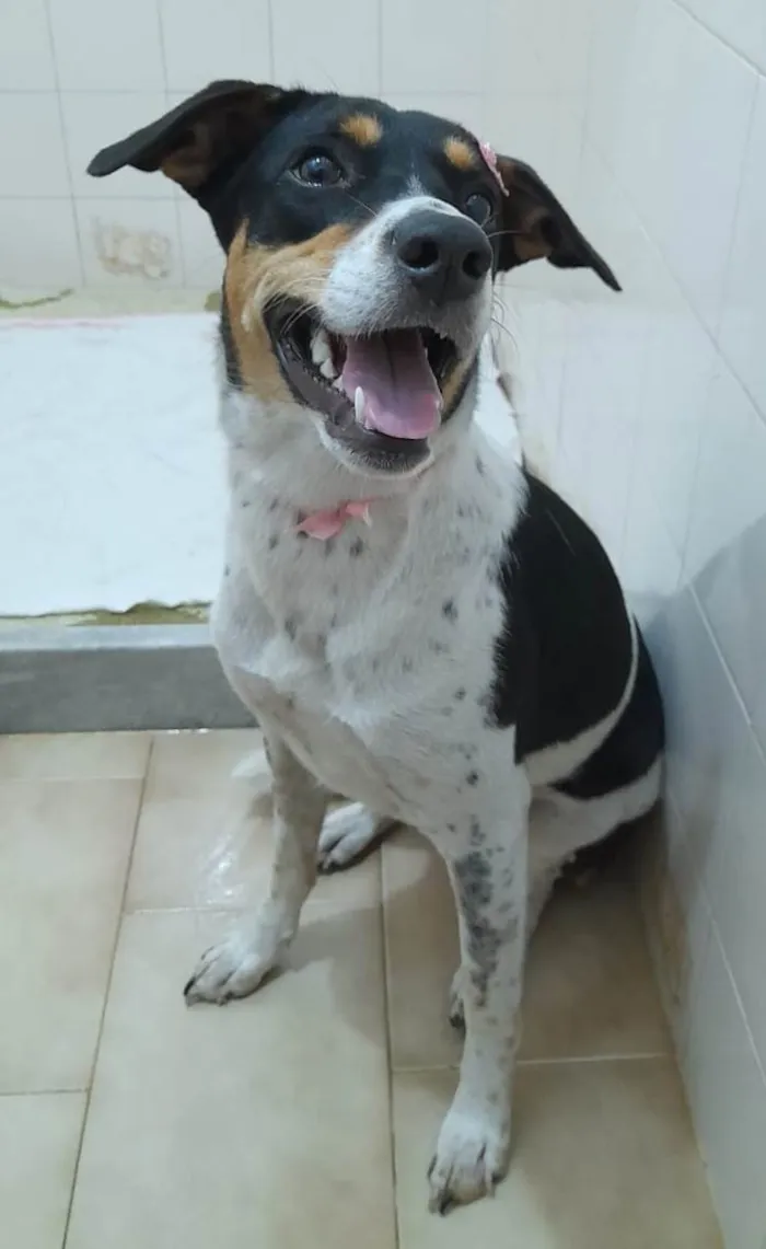 Cachorro ra a SRD-ViraLata idade 1 ano nome Anita