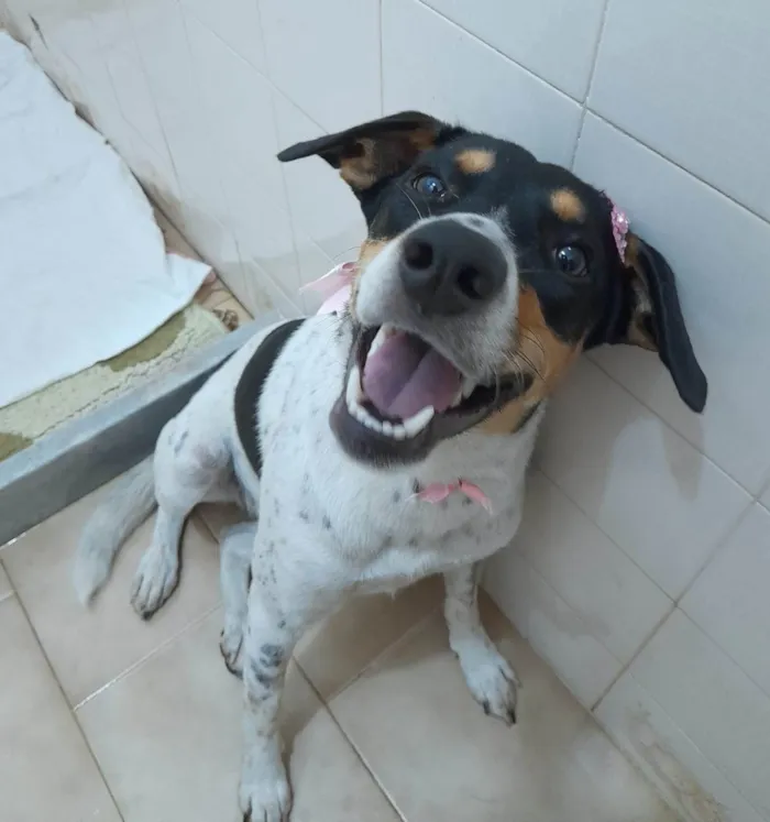 Cachorro ra a SRD-ViraLata idade 1 ano nome Anita