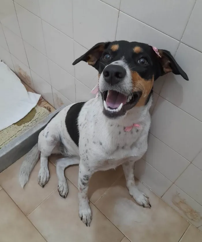 Cachorro ra a SRD-ViraLata idade 1 ano nome Anita