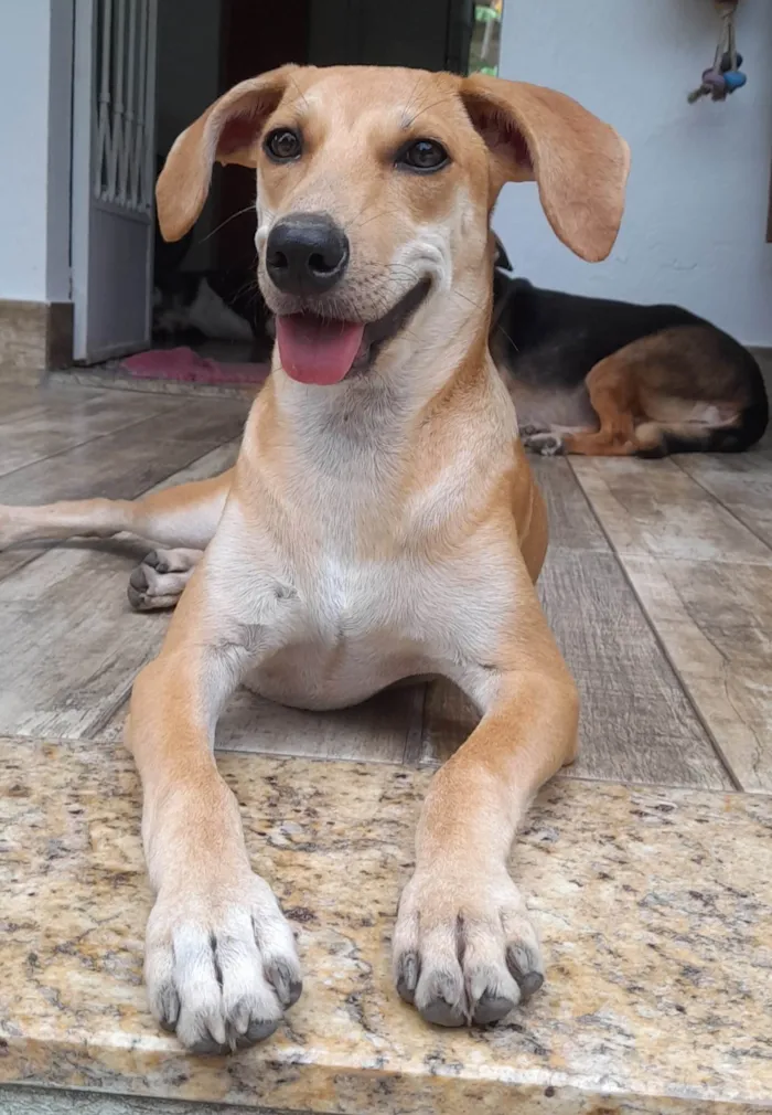 Cachorro ra a SRD-ViraLata idade 2 a 6 meses nome Mel