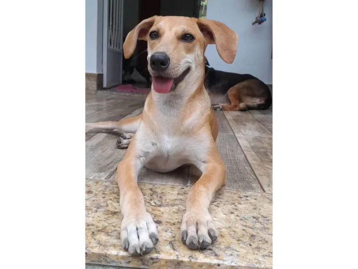 Cachorro ra a SRD-ViraLata idade 2 a 6 meses nome Mel