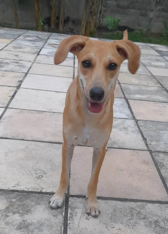 Cachorro ra a SRD-ViraLata idade 2 a 6 meses nome Mel