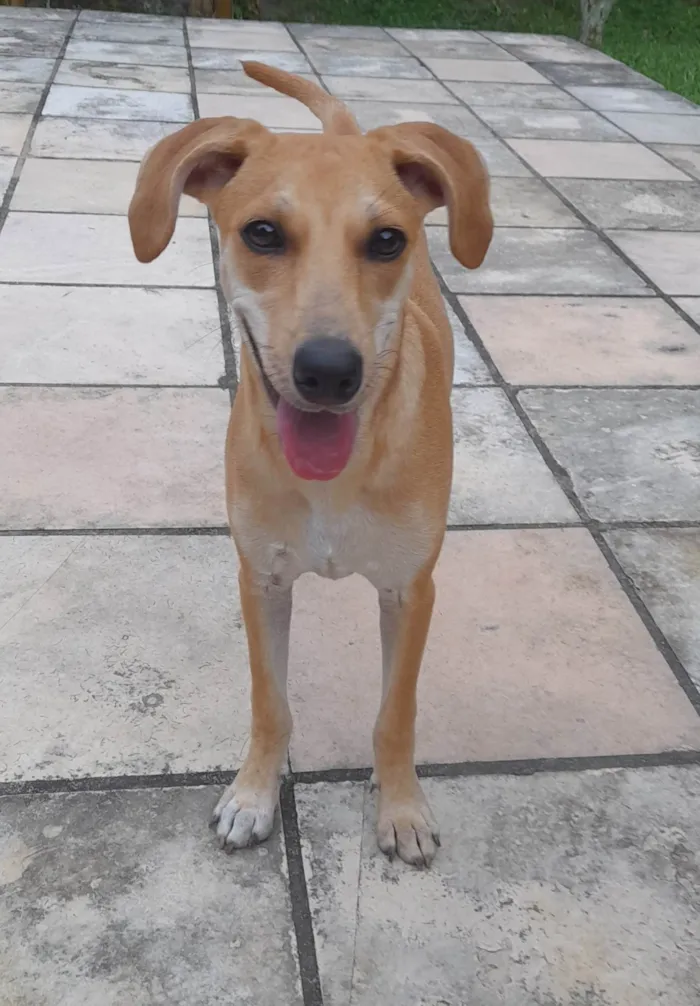 Cachorro ra a SRD-ViraLata idade 2 a 6 meses nome Mel