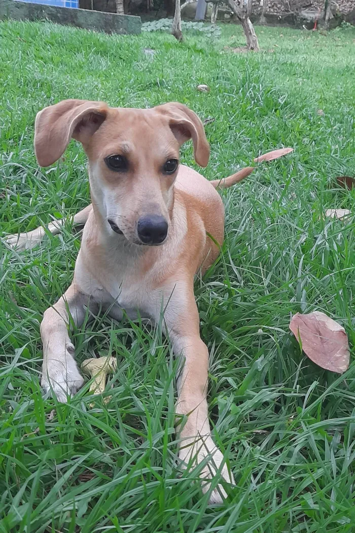 Cachorro ra a SRD-ViraLata idade 2 a 6 meses nome Mel