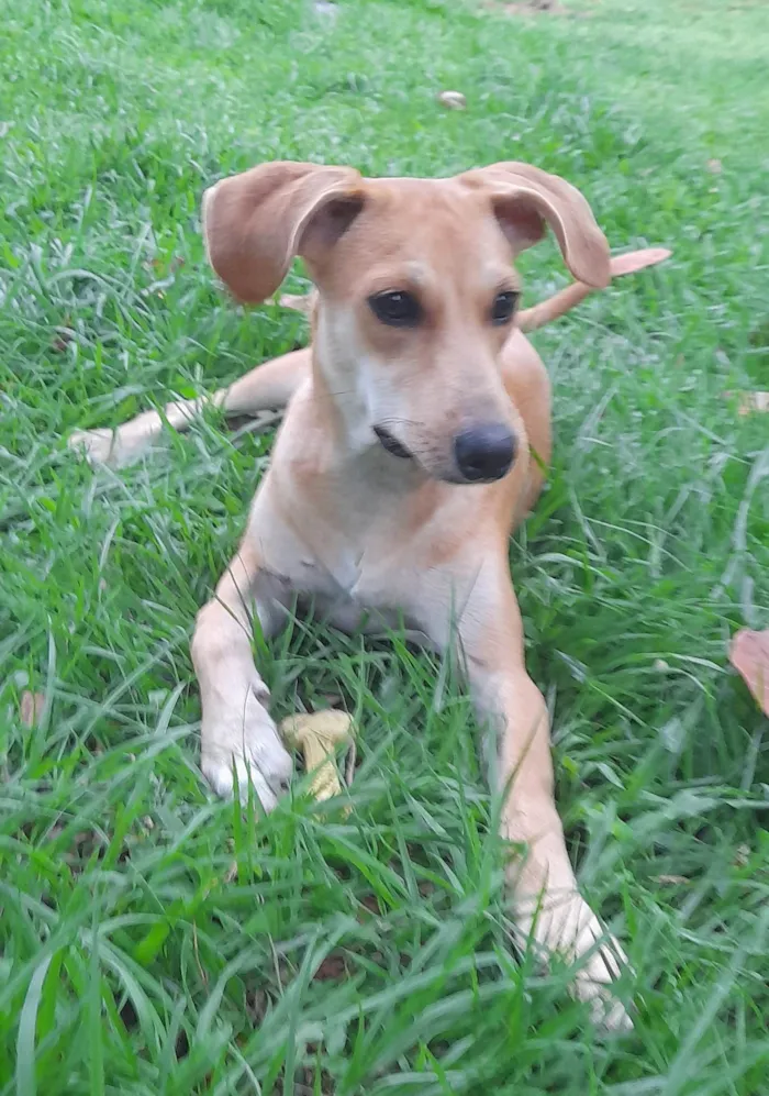 Cachorro ra a SRD-ViraLata idade 2 a 6 meses nome Mel