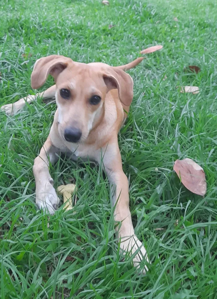 Cachorro ra a SRD-ViraLata idade 2 a 6 meses nome Mel