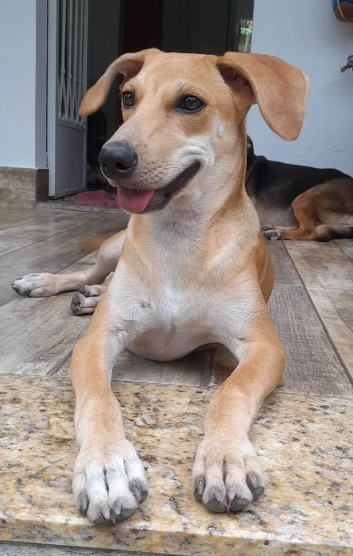 Cachorro ra a SRD-ViraLata idade 2 a 6 meses nome Mel