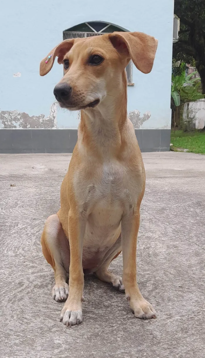 Cachorro ra a SRD-ViraLata idade 2 a 6 meses nome Mel