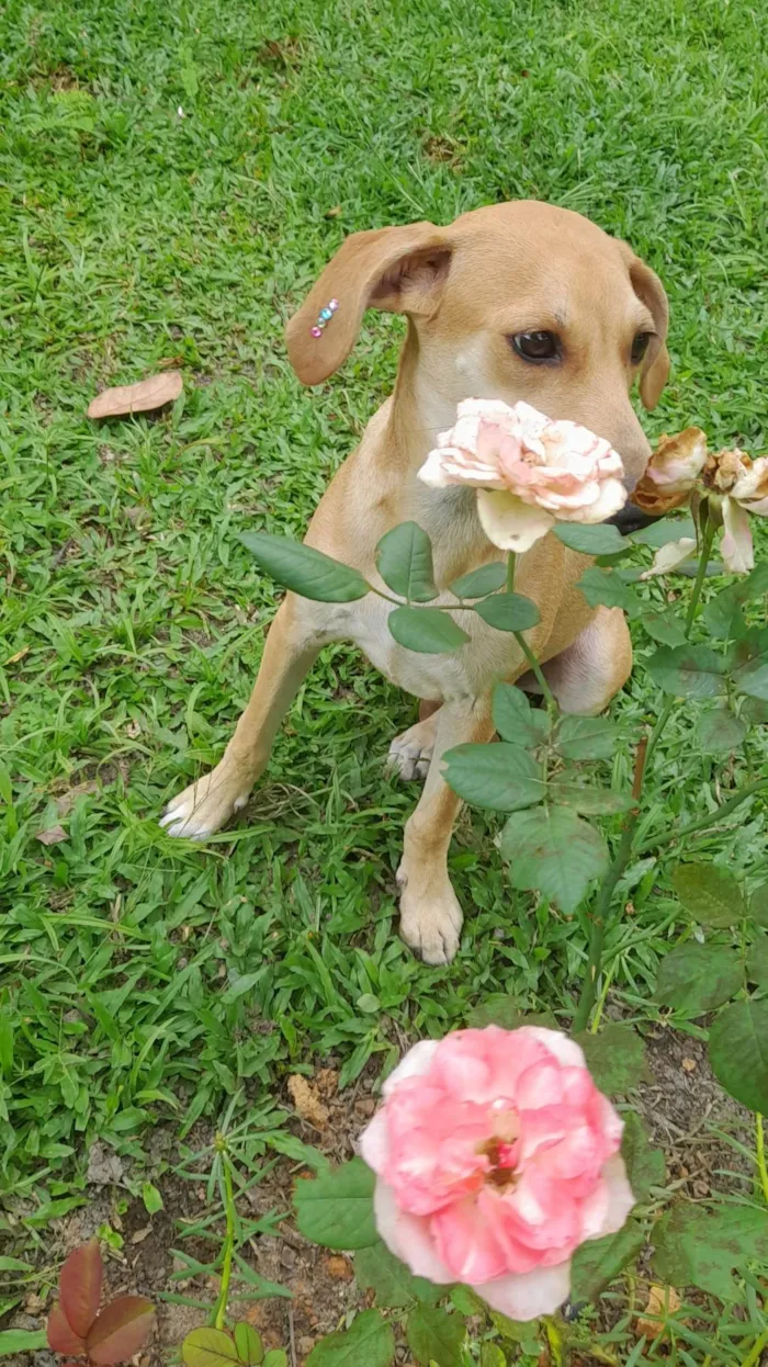 Cachorro ra a SRD-ViraLata idade 2 a 6 meses nome Mel