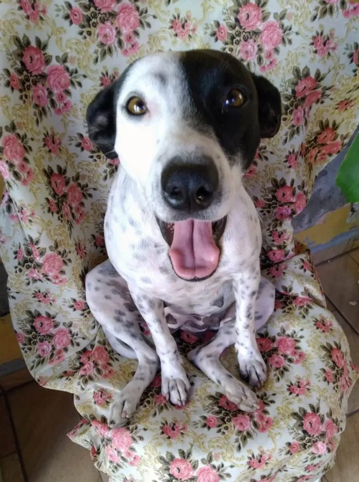 Cachorro ra a SRD-ViraLata idade 2 anos nome Preciosa