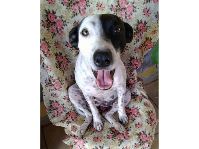 Cachorro ra a SRD-ViraLata idade 2 anos nome Preciosa