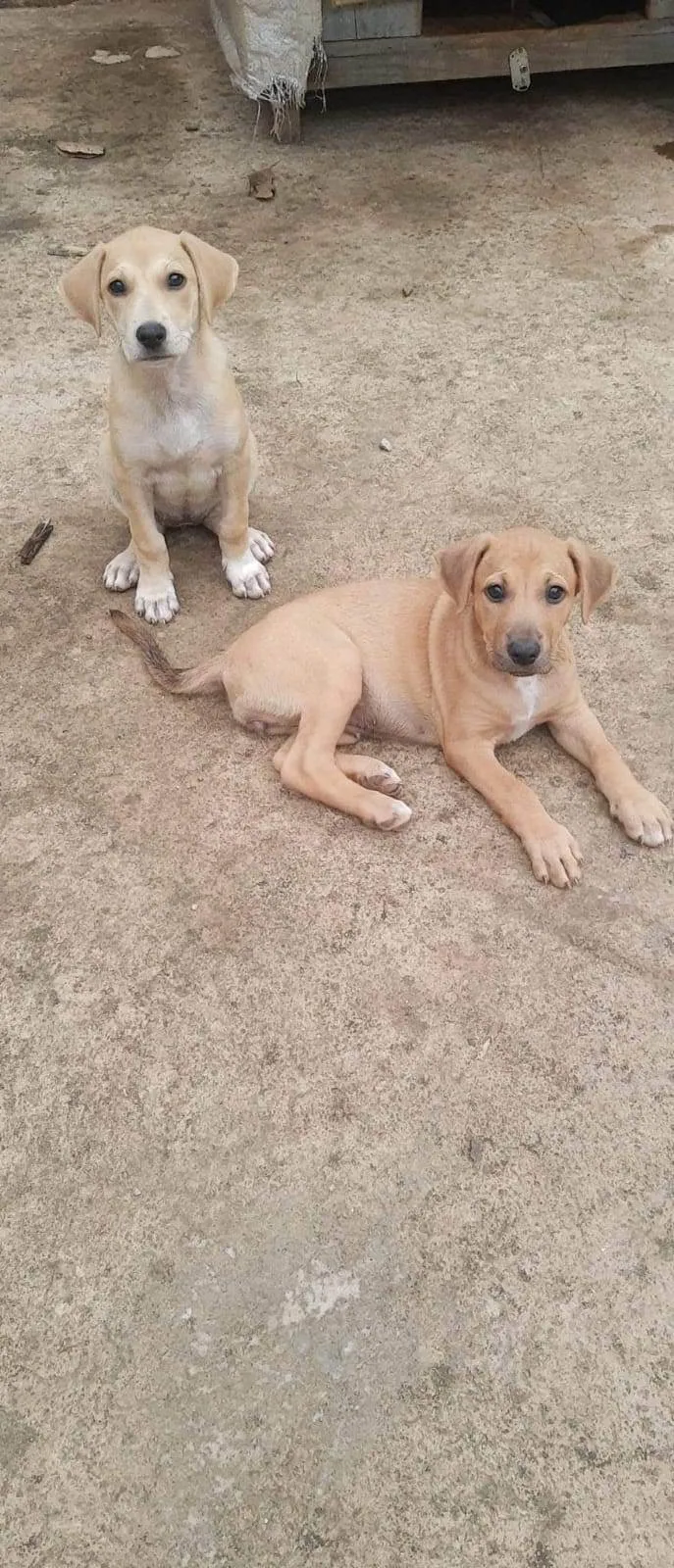 Cachorro ra a  idade 2 a 6 meses nome Sem nome 