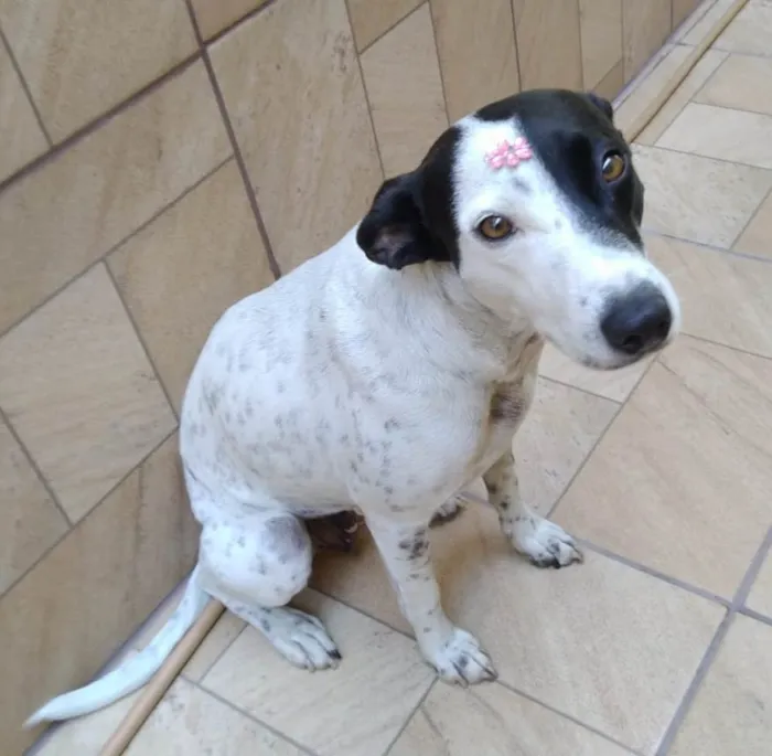 Cachorro ra a SRD-ViraLata idade 2 anos nome Preciosa