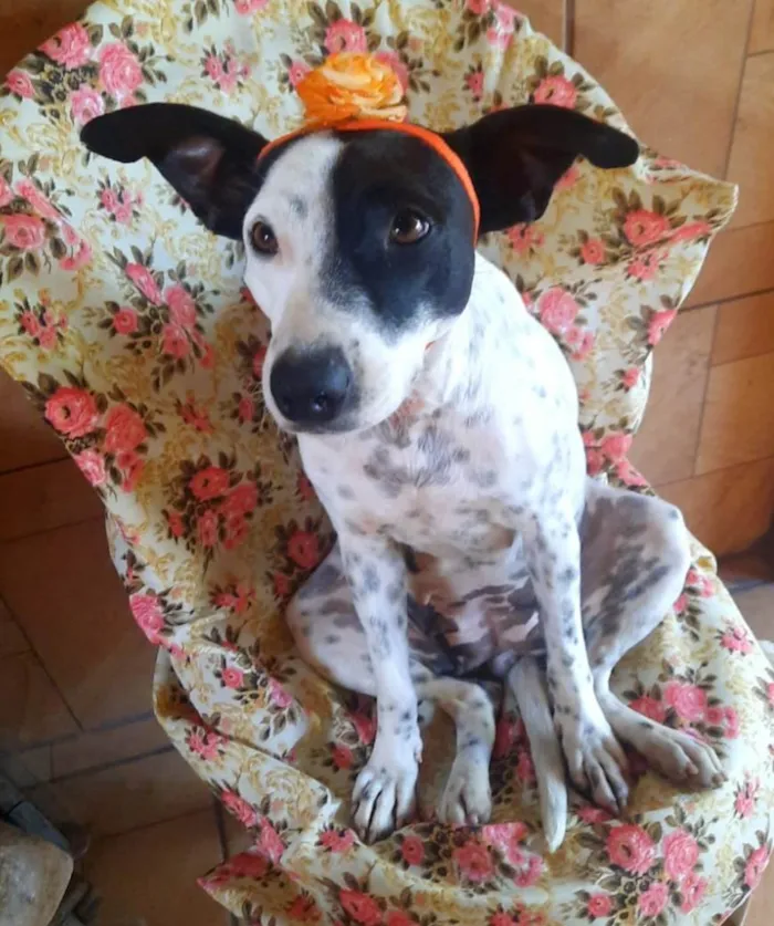 Cachorro ra a SRD-ViraLata idade 2 anos nome Preciosa