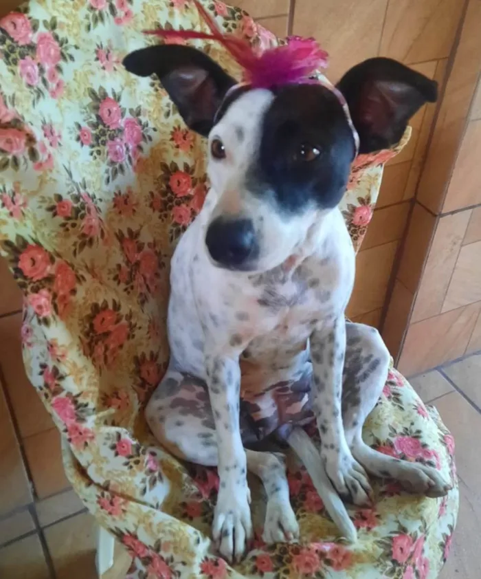 Cachorro ra a SRD-ViraLata idade 2 anos nome Preciosa