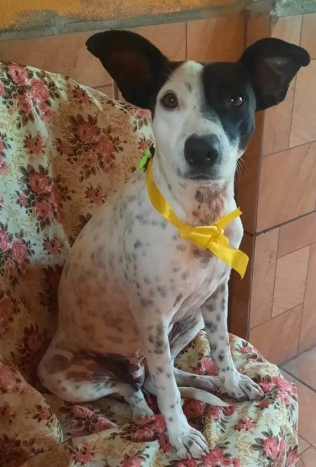 Cachorro ra a SRD-ViraLata idade 2 anos nome Preciosa
