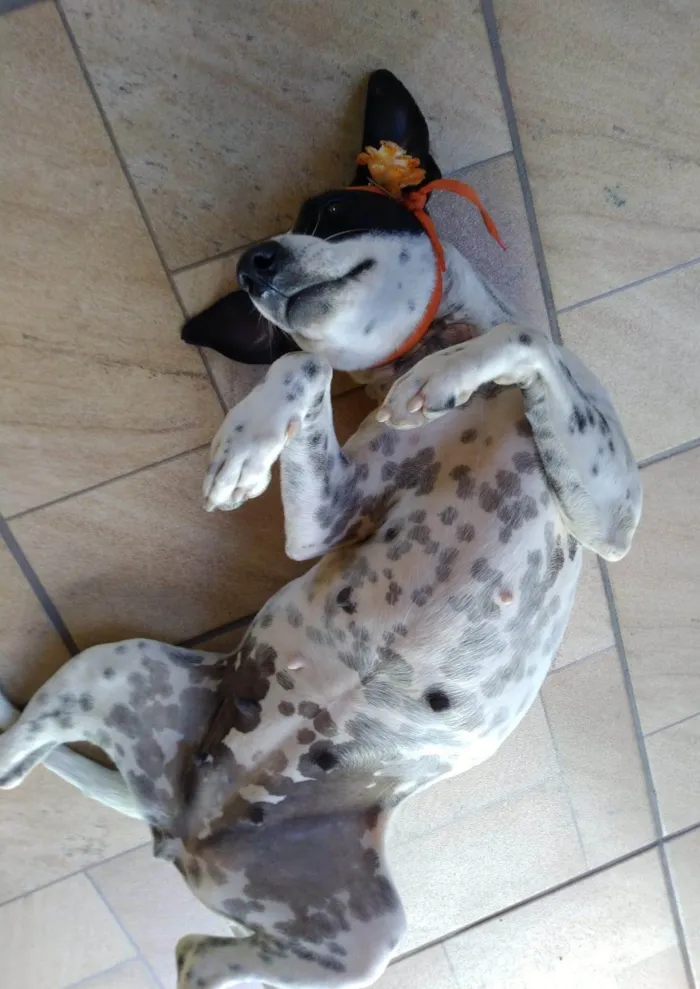Cachorro ra a SRD-ViraLata idade 2 anos nome Preciosa