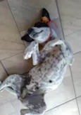 Preciosa