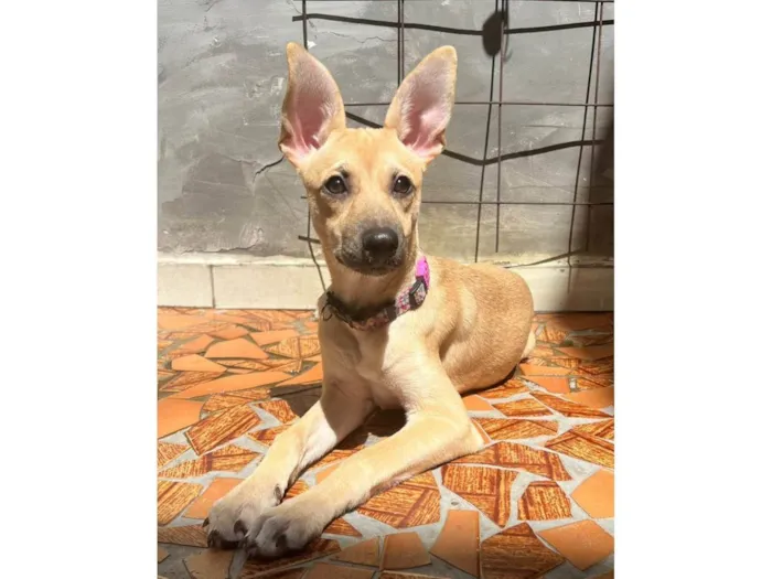 Cachorro ra a SRD-ViraLata idade 2 a 6 meses nome Athena