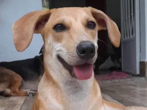 Cachorro raça SRD-ViraLata idade 2 a 6 meses nome Mel