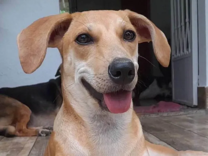 Cachorro ra a SRD-ViraLata idade 2 a 6 meses nome Mel