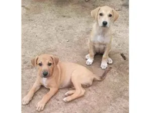 Cachorro raça  idade 2 a 6 meses nome Sem nome 