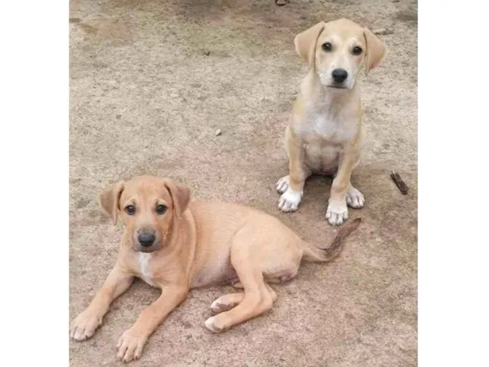 Cachorro ra a  idade 2 a 6 meses nome Sem nome 