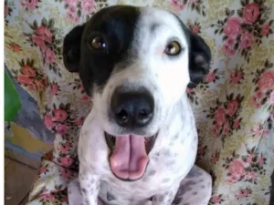 Cachorro raça SRD-ViraLata idade 2 anos nome Preciosa