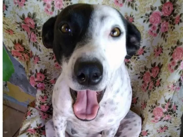 Cachorro ra a SRD-ViraLata idade 2 anos nome Preciosa