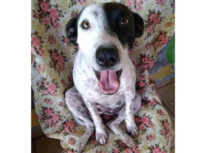 Cachorro ra a SRD-ViraLata idade 2 anos nome Preciosa