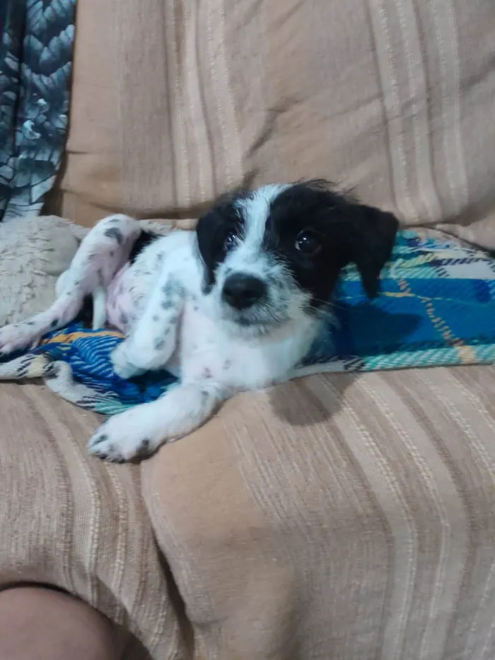 Cachorro ra a SRD-ViraLata idade 2 a 6 meses nome Bella