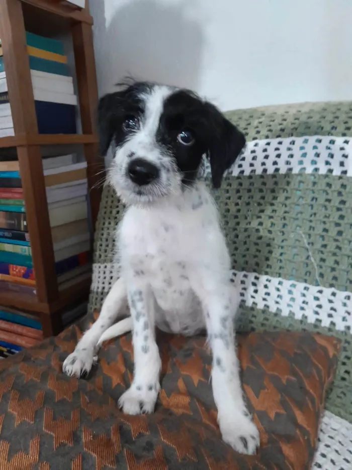 Cachorro ra a SRD-ViraLata idade 2 a 6 meses nome Bella
