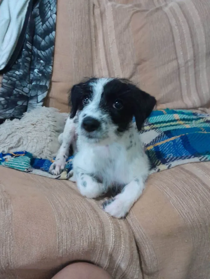 Cachorro ra a SRD-ViraLata idade 2 a 6 meses nome Bella