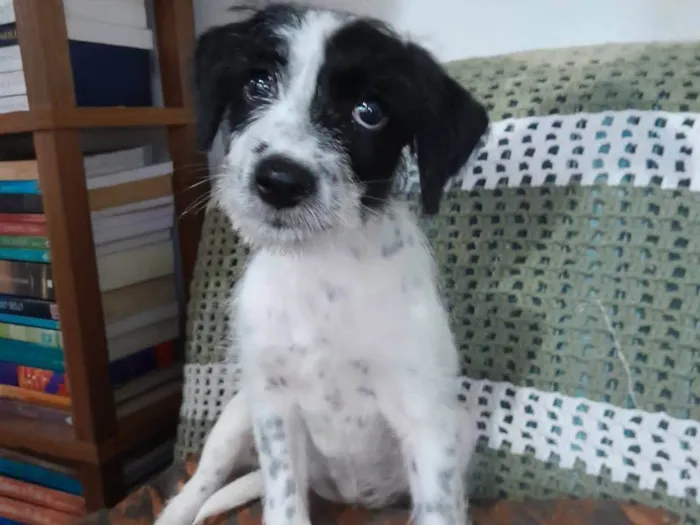 Cachorro ra a SRD-ViraLata idade 2 a 6 meses nome Bella