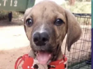 Cachorro raça Mestico idade 2 a 6 meses nome Levi 