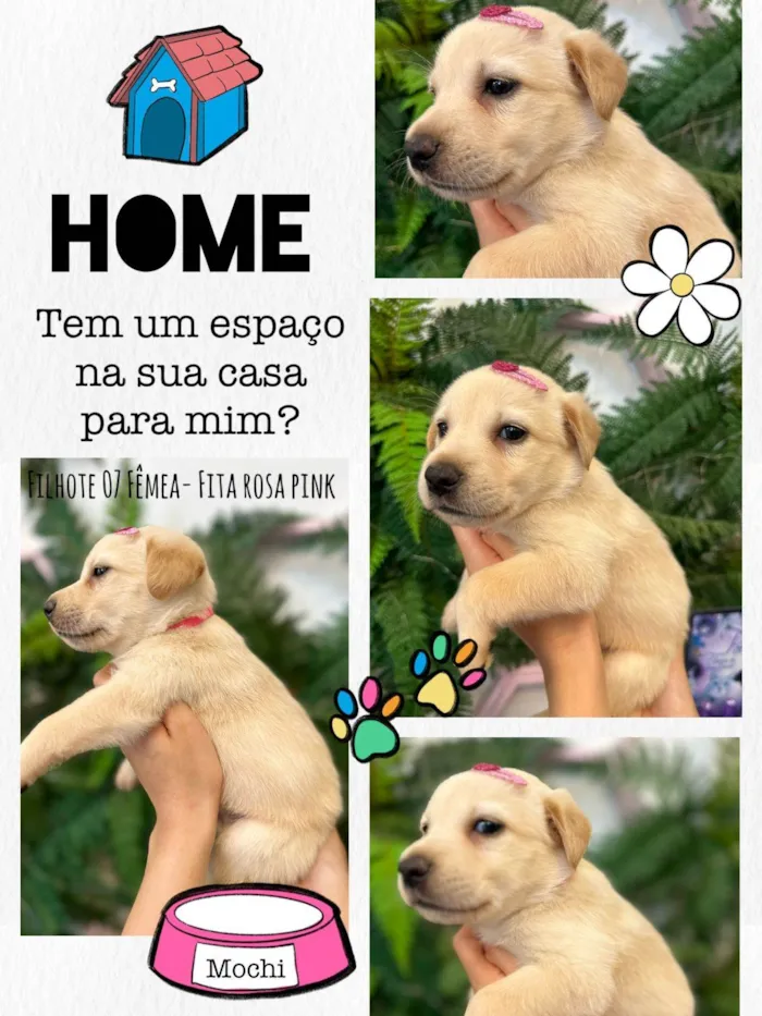 Cachorro ra a Desconhecida idade Abaixo de 2 meses nome Não tem 