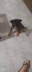 Lola