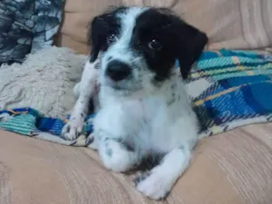 Cachorro raça SRD-ViraLata idade 2 a 6 meses nome Bella
