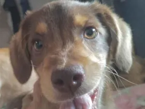 Cachorro raça Mestico  idade 2 a 6 meses nome Bruce