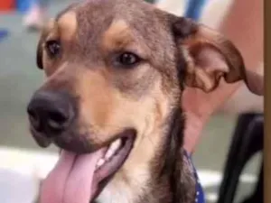 Cachorro raça Mestico idade 7 a 11 meses nome Marley