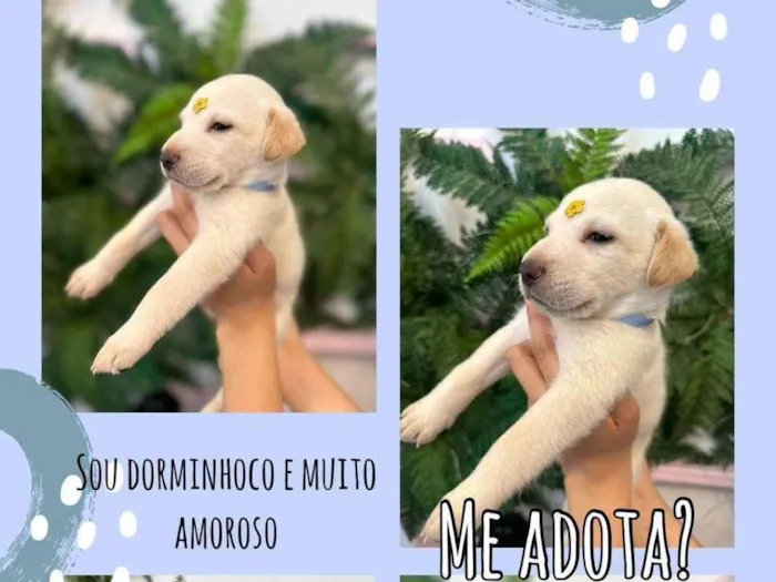 Cachorro ra a Desconhecida idade Abaixo de 2 meses nome Não tem 